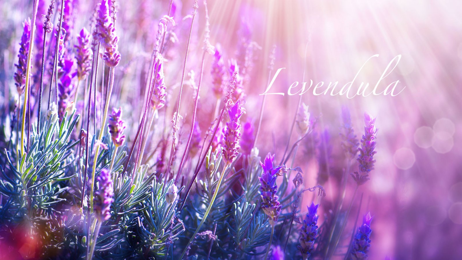 Ambient Hotel & AromaSPA