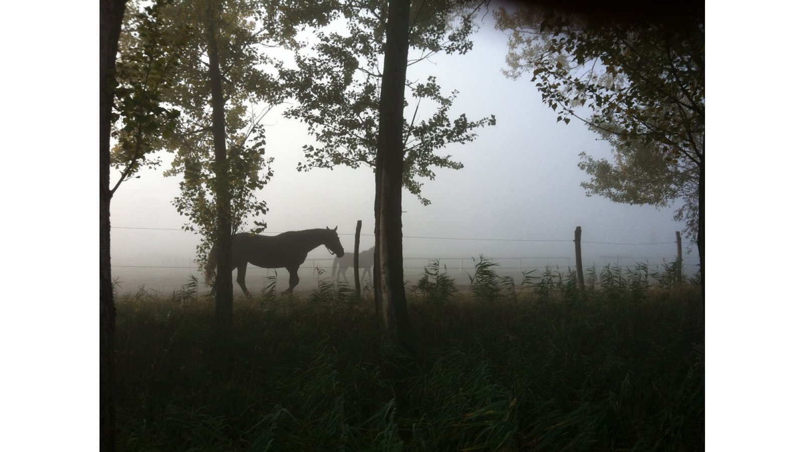 Equital Lovasudvar és Wellness Panzió