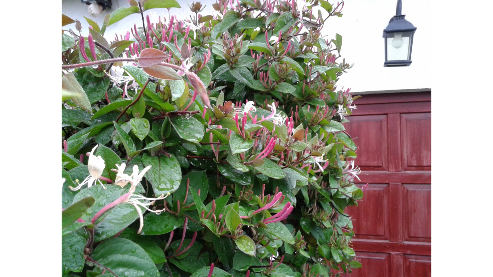 Szilvia Vendégház Pellérd