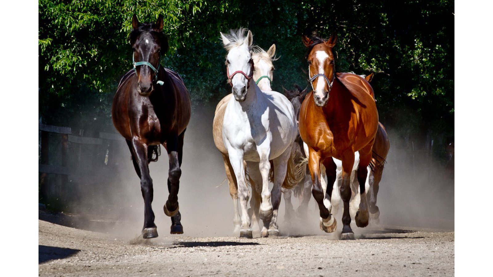 Equital Lovasudvar és Wellness Panzió